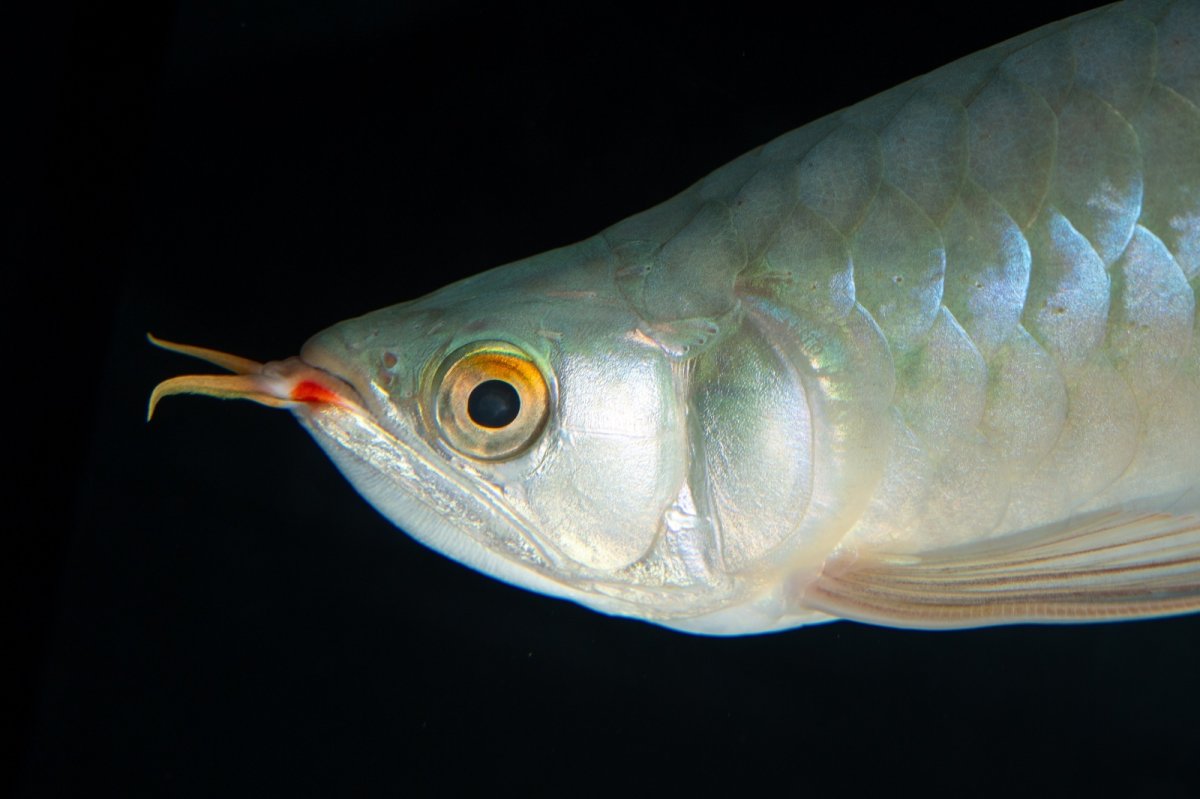 画像13: SUMO No.14（関脇） (13)