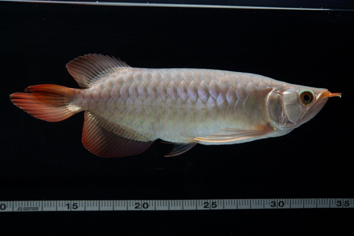 画像10: SUMO No.15（大関） (10)