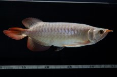 画像10: SUMO No.15（大関） (10)