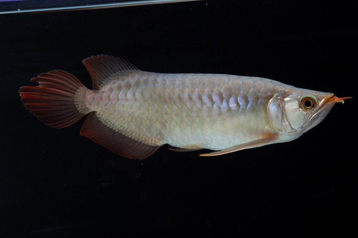 画像2: SUMO No.15（大関） (2)