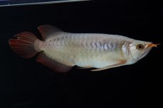 画像2: SUMO No.15（大関） (2)