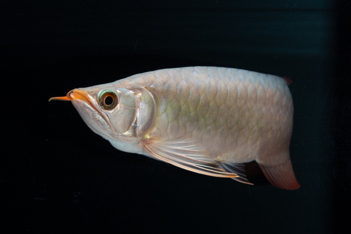 画像8: SUMO No.15（大関） (8)