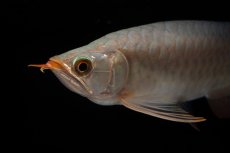 画像7: SUMO No.15（大関） (7)