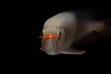 画像6: SUMO No.15（大関） (6)