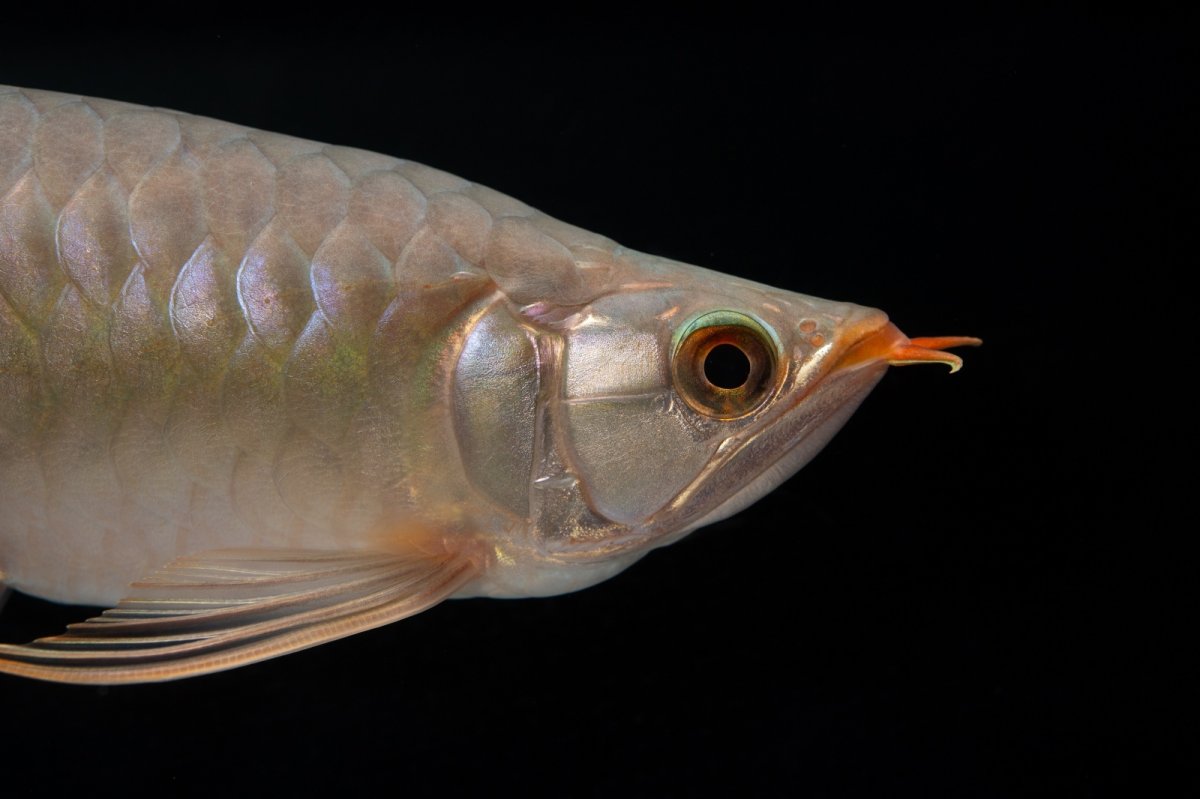 画像5: SUMO No.15（大関） (5)