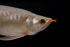 画像5: SUMO No.15（大関） (5)