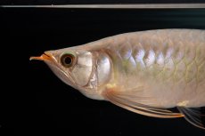 画像4: SUMO No.15（大関） (4)