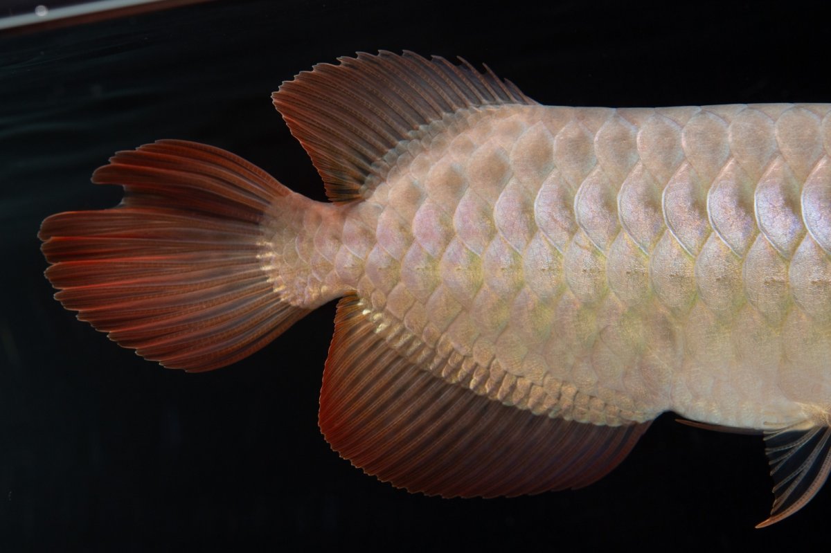 画像9: SUMO No.15（大関） (9)