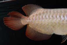 画像9: SUMO No.15（大関） (9)