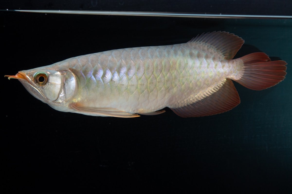 画像3: SUMO No.15（大関） (3)