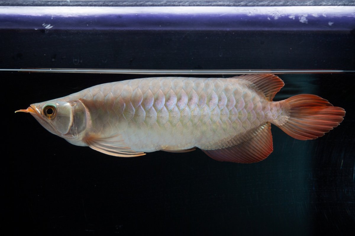 画像1: SUMO No.15（大関） (1)