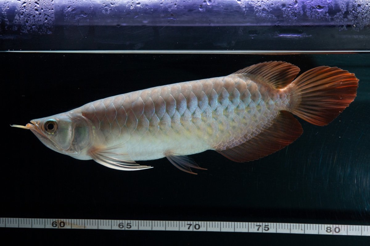 画像17: SUMO No.16（小結） (17)