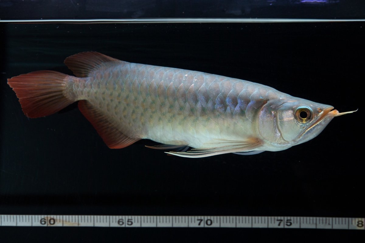 画像16: SUMO No.16（小結） (16)