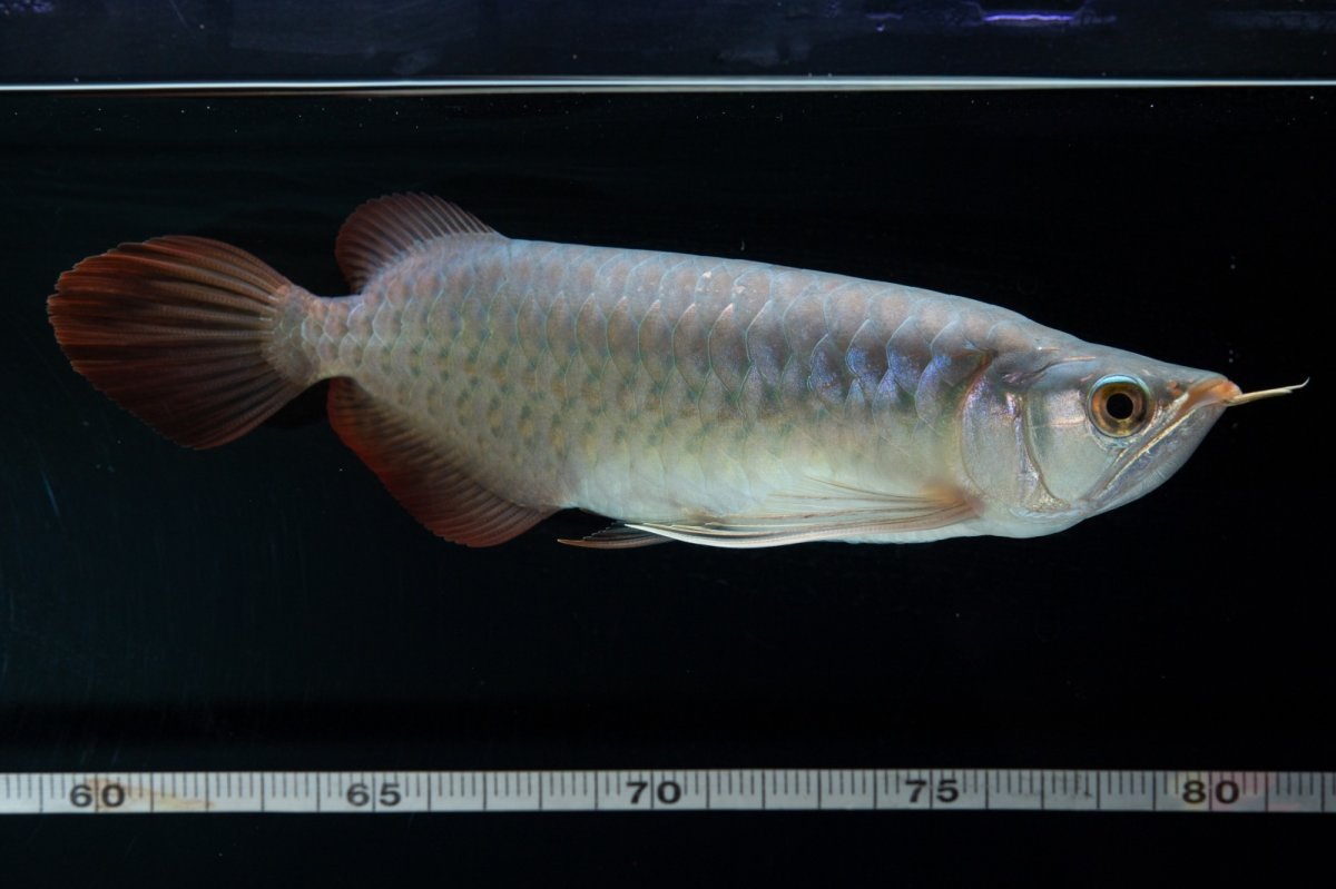 画像15: SUMO No.16（小結） (15)