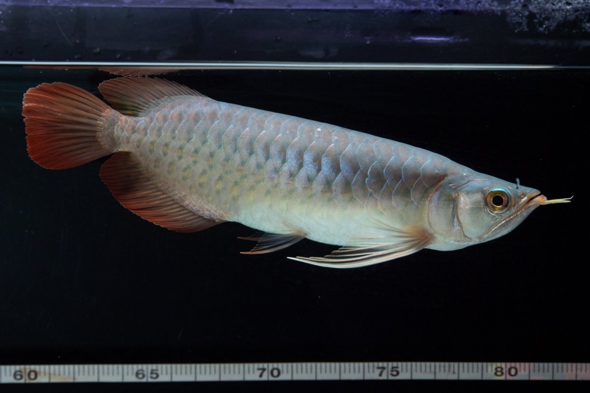 画像14: SUMO No.16（小結） (14)