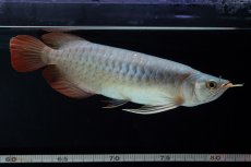 画像14: SUMO No.16（小結） (14)