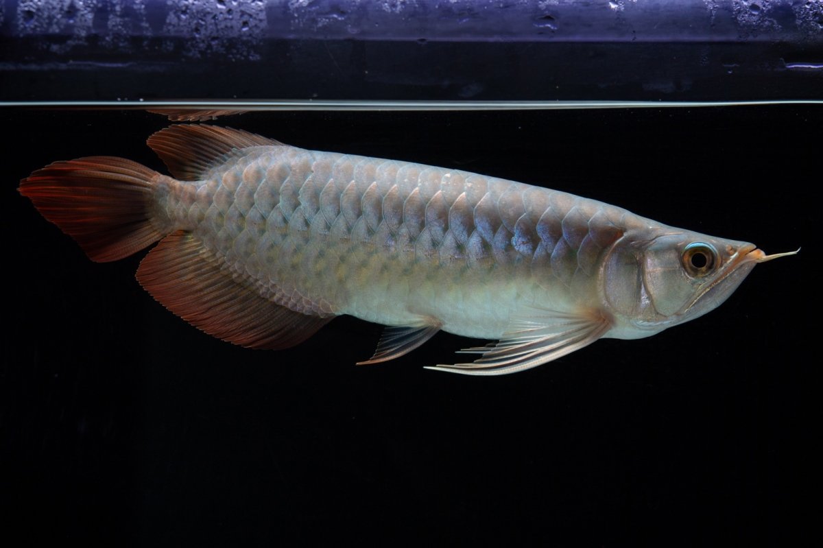 画像4: SUMO No.16（小結） (4)