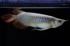 画像2: SUMO No.16（小結） (2)