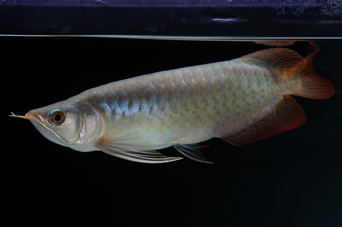 画像3: SUMO No.16（小結） (3)