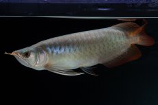 画像3: SUMO No.16（小結） (3)