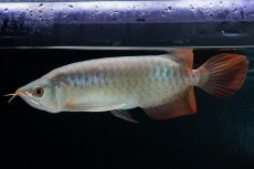 画像1: SUMO No.16（小結） (1)