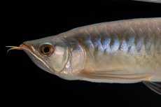 画像13: SUMO No.16（小結） (13)