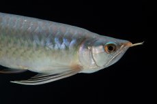 画像12: SUMO No.16（小結） (12)