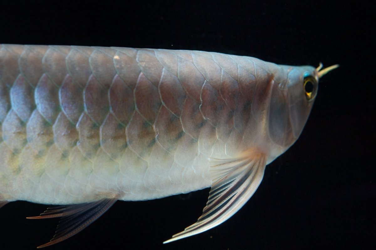 画像11: SUMO No.16（小結） (11)