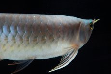 画像11: SUMO No.16（小結） (11)