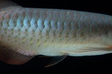 画像10: SUMO No.16（小結） (10)