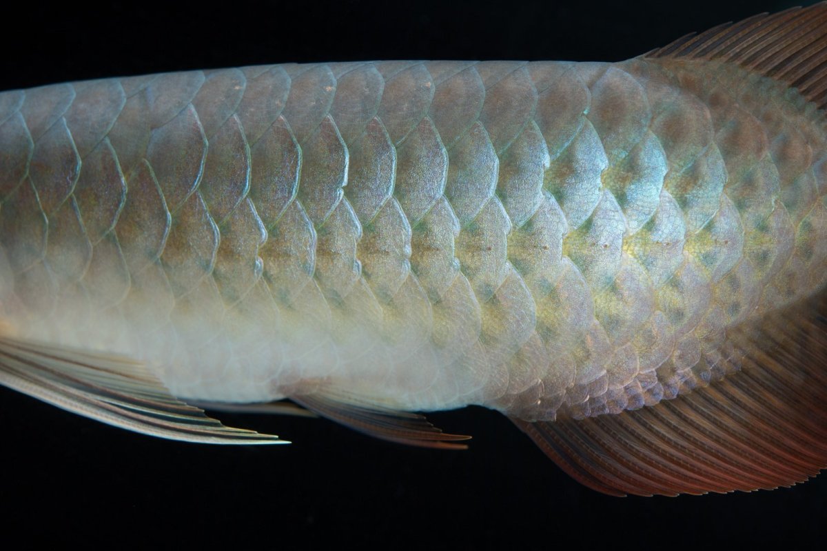 画像9: SUMO No.16（小結） (9)