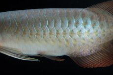 画像9: SUMO No.16（小結） (9)