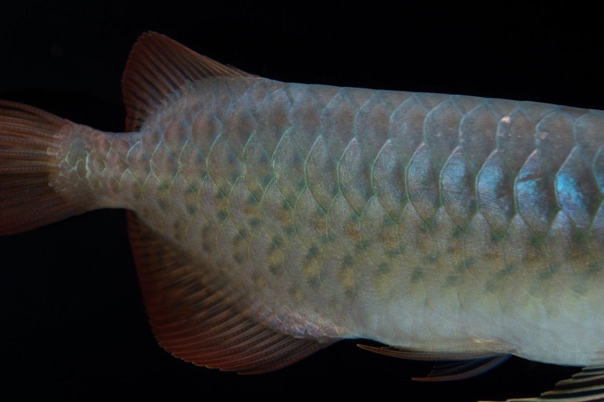 画像8: SUMO No.16（小結） (8)