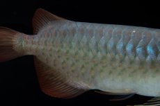 画像8: SUMO No.16（小結） (8)