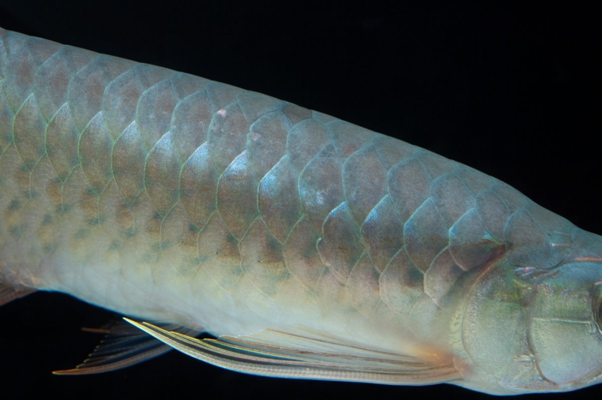 画像7: SUMO No.16（小結） (7)