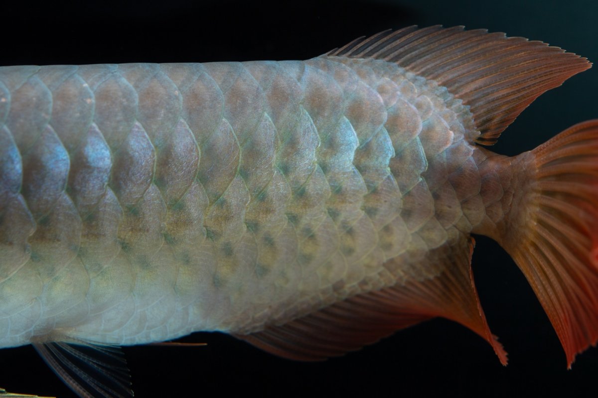 画像6: SUMO No.16（小結） (6)