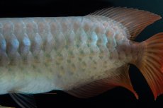 画像6: SUMO No.16（小結） (6)