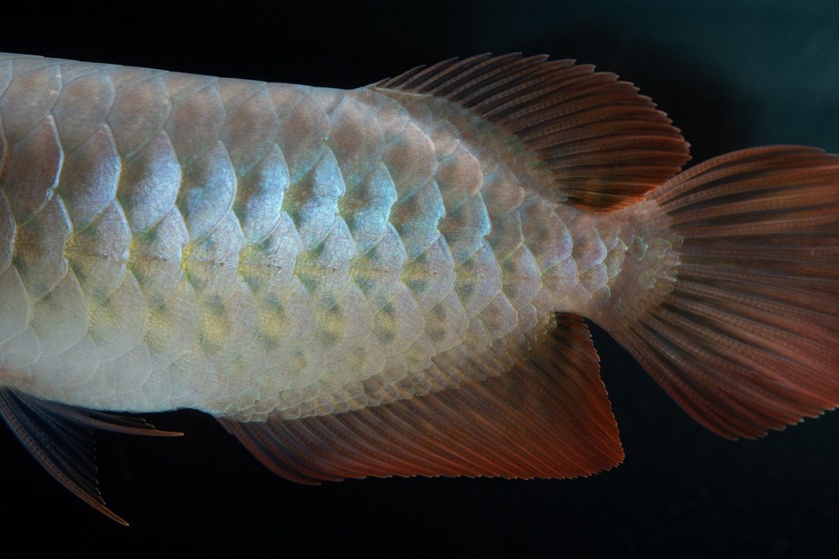 画像5: SUMO No.16（小結） (5)