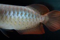 画像5: SUMO No.16（小結） (5)