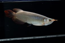 画像8: SUMO No.17（関脇） (8)