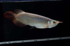 画像7: SUMO No.17（関脇） (7)