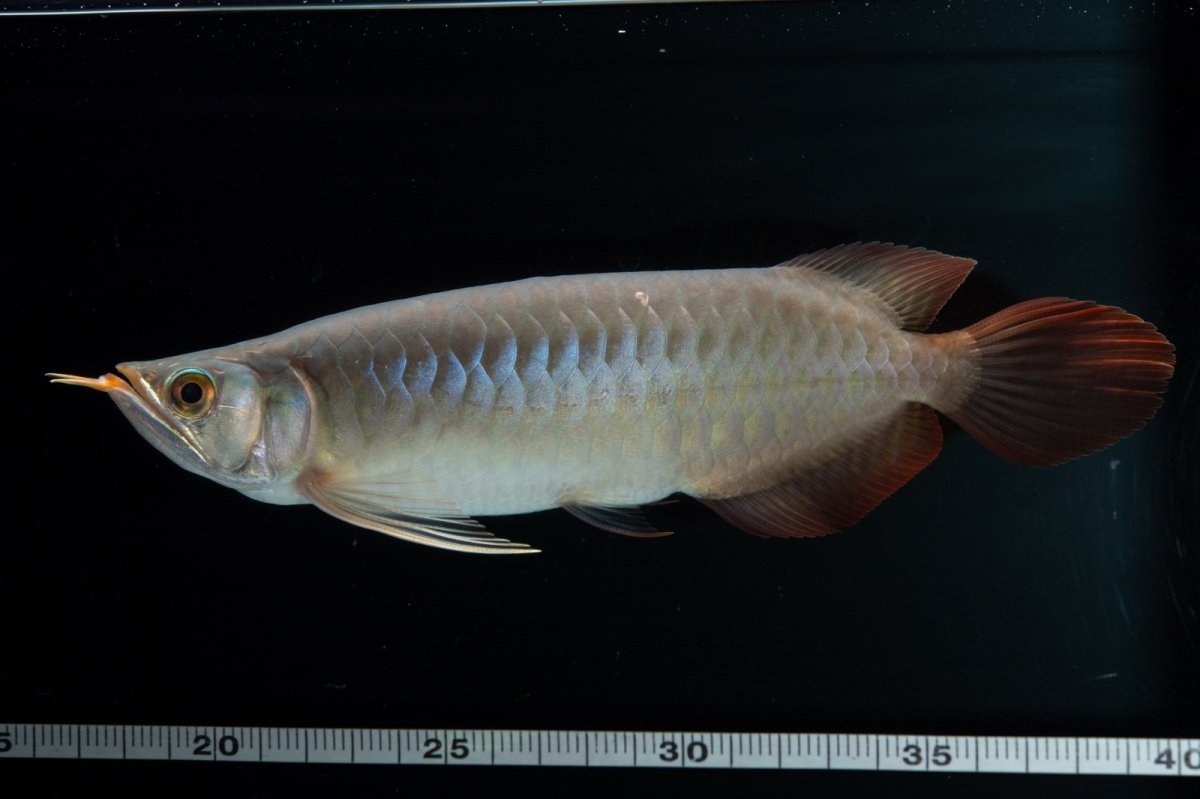 画像6: SUMO No.17（関脇） (6)