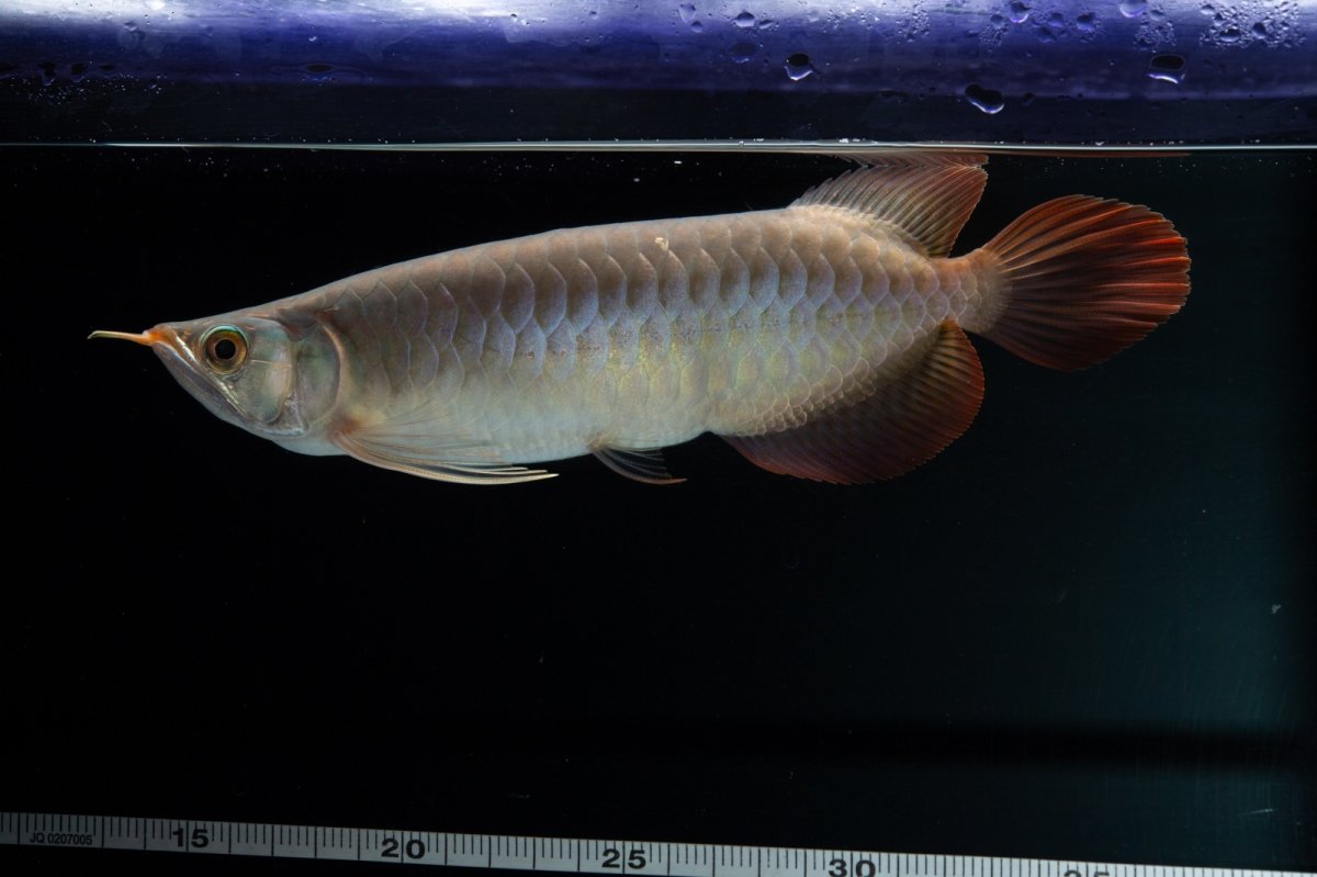 画像4: SUMO No.17（関脇） (4)