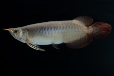 画像3: SUMO No.17（関脇） (3)