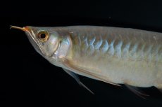 画像5: SUMO No.17（関脇） (5)