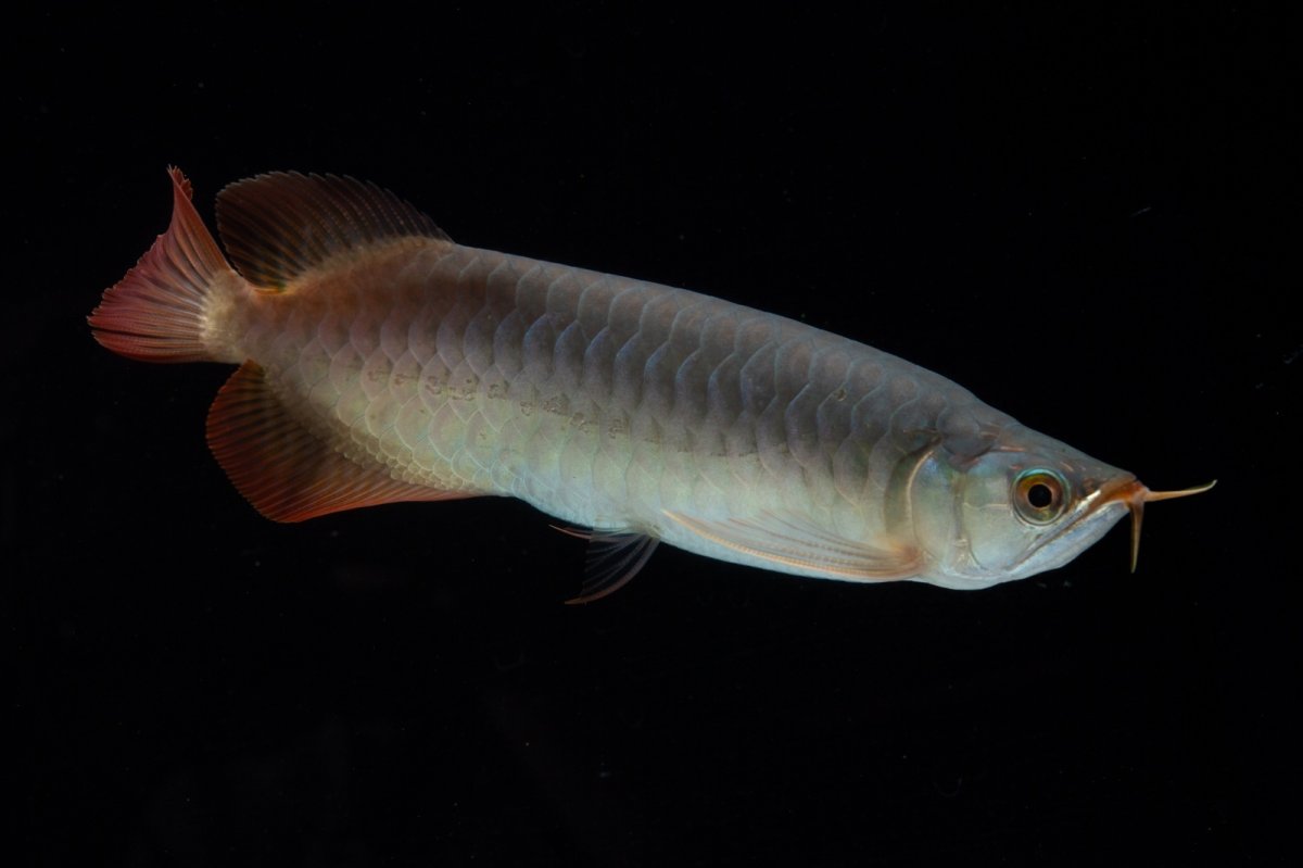 画像2: SUMO No.17（関脇） (2)