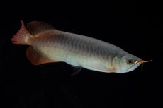 画像2: SUMO No.17（関脇） (2)