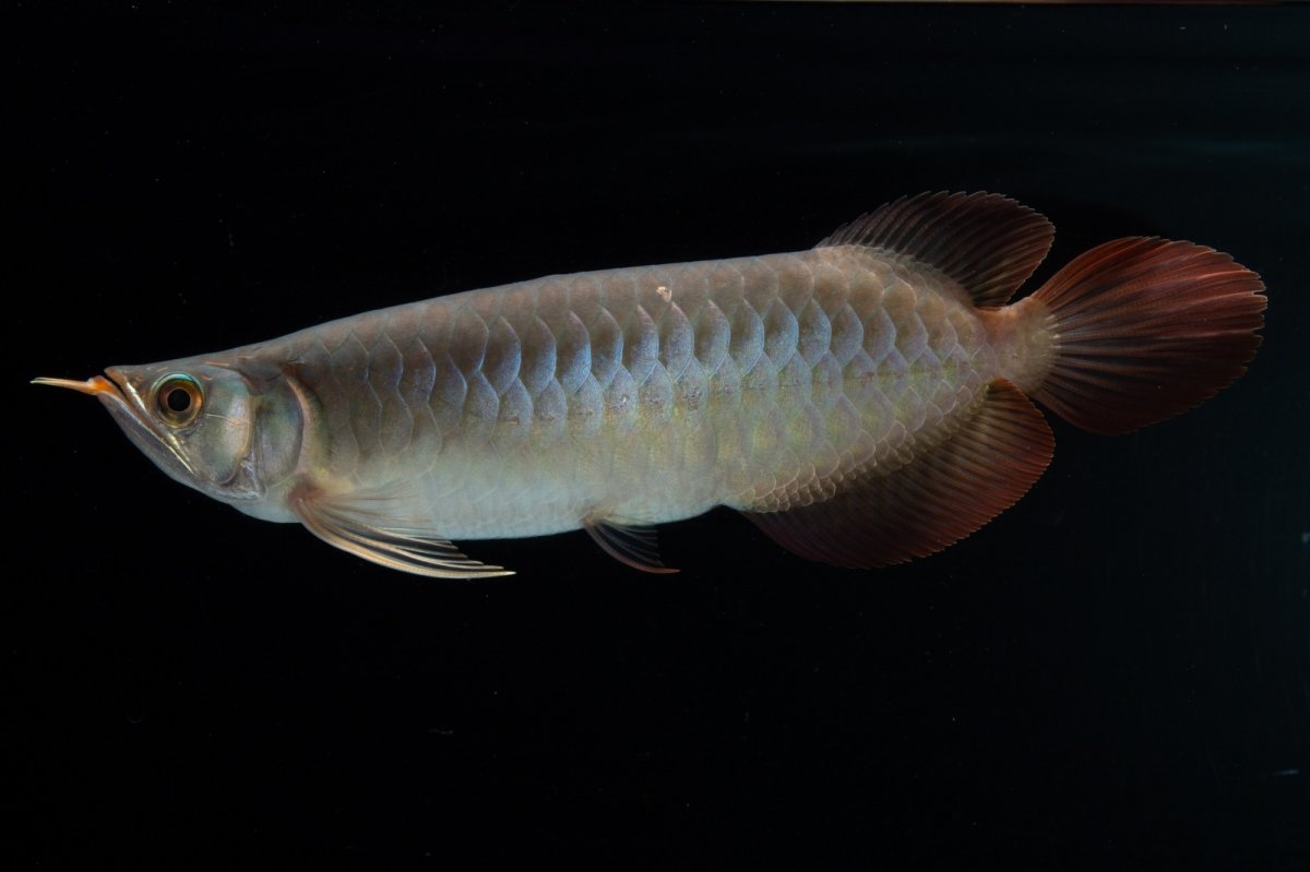 画像1: SUMO No.17（関脇） (1)