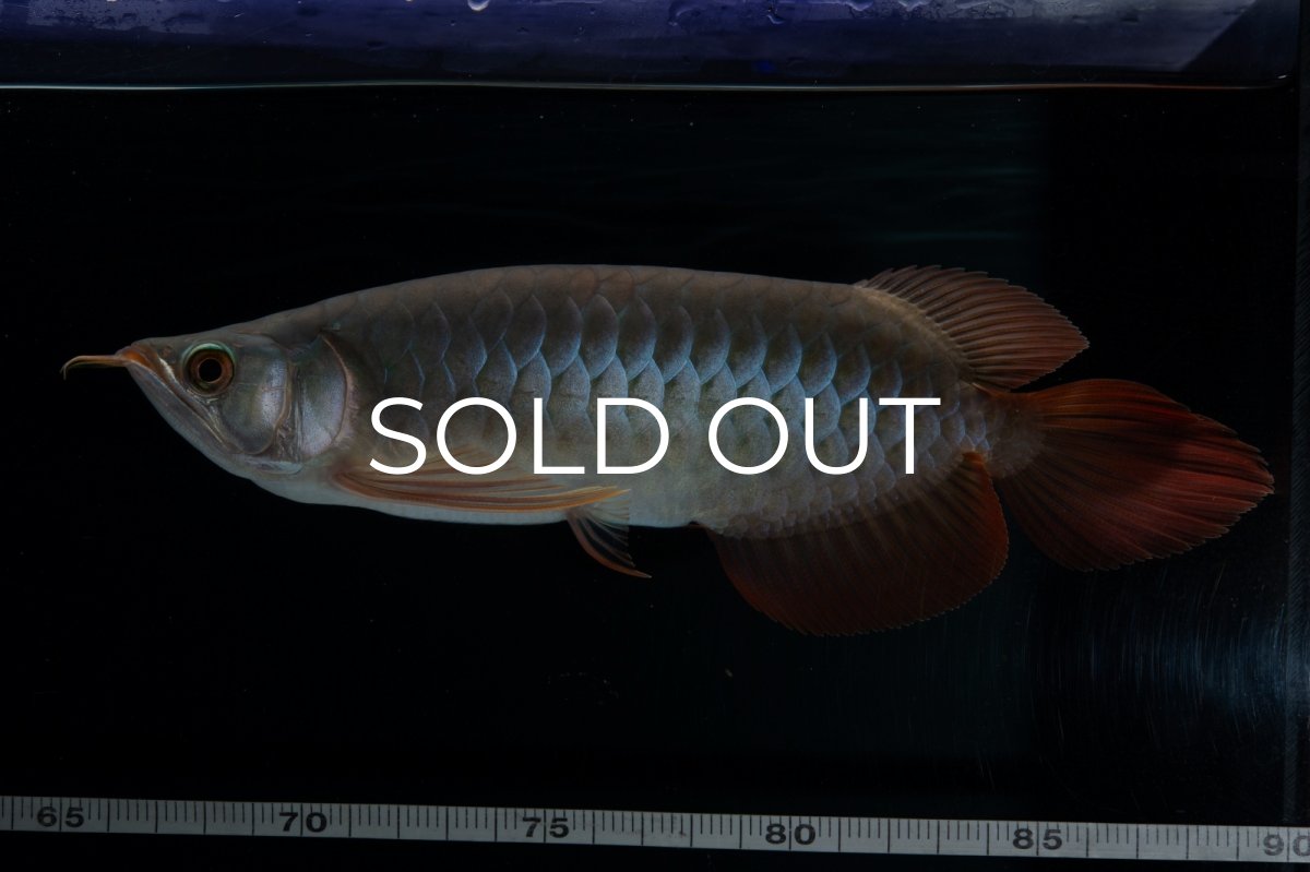 画像9: SUMO No.18（関脇） (9)