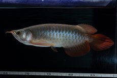 画像9: SUMO No.18（関脇） (9)